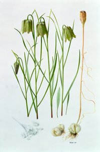 Fritillaria whittallii alkotó: Raymond Booth