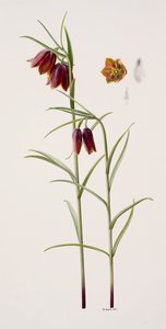 Fritillaria gracilis (olaj, papír) alkotó: Raymond Booth