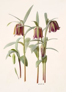 Fritillaria kotschyana alkotó: Raymond Booth