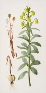 Fritillaria pallidiflora alkotó: Raymond Booth
