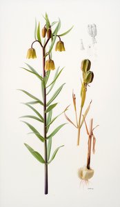 Fritillaria roylei