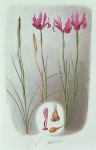 Iris filifolia alkotó: Raymond Booth