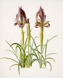 Iris acutiloba (olaj, papír)