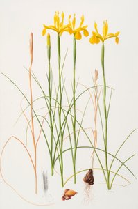 Iris spuria, 2002 (olaj, papír)