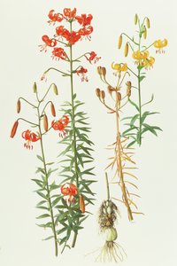 Lilium amabile alkotó: Raymond Booth