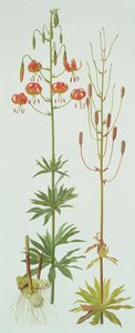 Lilium Pardalinum alkotó: Raymond Booth