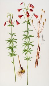Lilium grayi alkotó: Raymond Booth