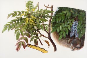Mahonia japonica, 2008 (olaj, papír) alkotó: Raymond Booth