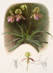 Paphiopedilium henryi (olaj, papír)