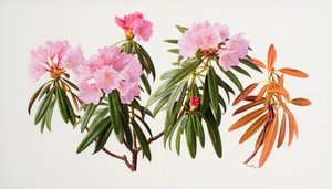 Rhododendronok alkotó: Raymond Booth