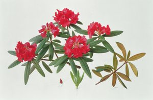 Rhododendron Microgynum alkotó: Raymond Booth