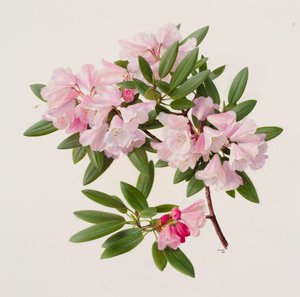 Rhododendron maculiferum anwheiense alkotó: Raymond Booth