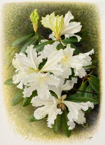Rhododendron veitchianum, 2004 (olaj, papír) alkotó: Raymond Booth