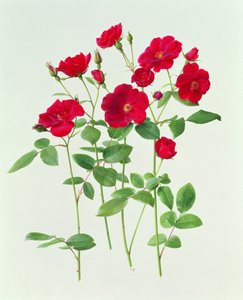 Rózsa 