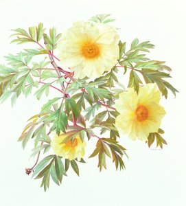 Tree Paeony 