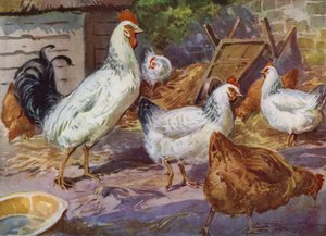 Illusztráció a My Farmhoz (színes litó)