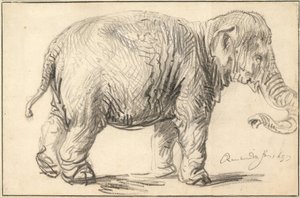 Egy elefánt, 1637 alkotó: Rembrandt van Rijn