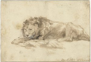 Fekvő oroszlán (Liggende leeuw). 1650-59 alkotó: Rembrandt van Rijn