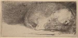 Alvó kiskutya alkotó: Rembrandt van Rijn