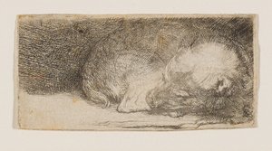 Alvó kölyökkutya alkotó: Rembrandt van Rijn