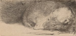 Alvó kiskutya, c. 1640. alkotó: Rembrandt van Rijn
