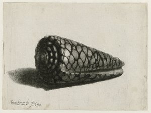A héj (Conus marmoreus) A héj alkotó: Rembrandt van Rijn
