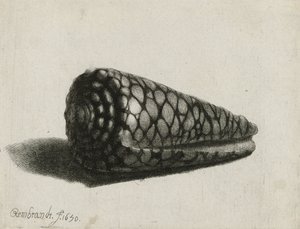 A kagyló (Conus marmoreus), 1650 alkotó: Rembrandt van Rijn