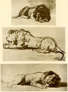 Három oroszlántanulmány alkotó: Rembrandt van Rijn