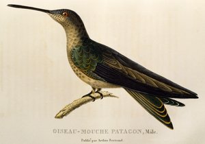 Óriás kolibri (Patagona gigas), metszet a Trochilidákból vagy kolibri és kolibri