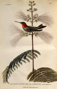 Rubintorkú kolibri (Archilochus colubris), metszet a Les trochilidees ou les colibris et les oiseaux-mouches-ból alkotó: René Primevère Lesson
