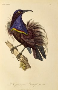 Paradicsomi puskamadár (Ptiloris paradiseus) felnőtt hím, metszet a Paradicsommadarak és Epimágák természetrajzából