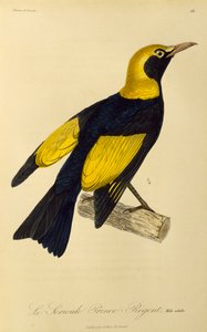 Regent Bowerbird (Sericulus chrysocephalus) kifejlett hím, metszet a Paradicsommadarak és Epimagues természetrajzából alkotó: René Primevère Lesson