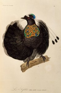 Felnőtt hím Nyugat-Parotiából (Parotia sefilata), metszet a Paradicsommadarak és Epimágák természetrajzából