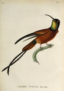 Bíbor topáz (Topaza pella), metszet A trochilidákból vagy kolibri és kolibri
