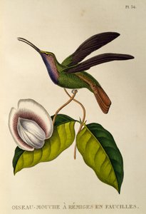 Lazulin szablya (Campylopterus falcatus), metszet A trochilidákból vagy kolibri és kolibri