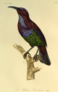 Paradicsomi puskamadár hím (Ptiloris paradiseus), metszet a Paradicsommadarak és Epimágák természetrajzából alkotó: René Primevère Lesson