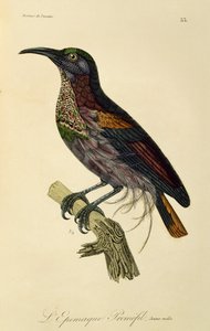 Paradicsomi puskamadár fiatal hím (Ptiloris paradiseus), metszet a Paradicsommadarak és Epimágák természetrajzából alkotó: René Primevère Lesson