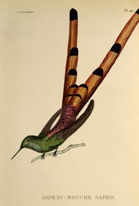 Vörösfarkú üstökös (Sappho sparganurus), metszet a Trochilidákból vagy kolibri és kolibri
