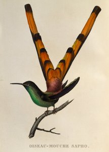 Vörösfarkú üstökös (Sappho sparganurus), metszet a Trochilidákból vagy kolibri és kolibri