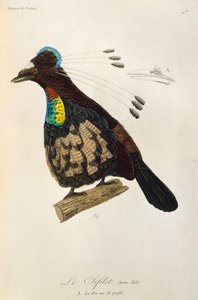 Fiatal hím Nyugat-Parotiából (Parotia sefilata), metszet a Paradicsommadarak és Epimagák természetrajzából