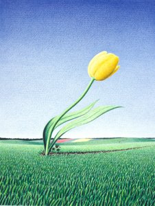Gyors tulipán alkotó: Rene Boin