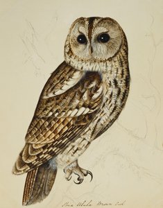 Barna bagoly (Strix Ulula) alkotó: Rev. C. Atkinson