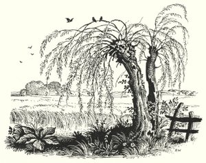 Hans Christian Andersen: A hajdina (litho) alkotó: Rex (after) Whistler