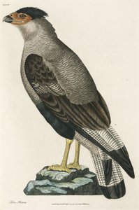 Tarajos Caracara alkotó: John Pardon