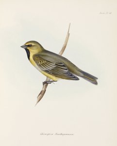 Finch, c 1832-1836 alkotó: John Pardon