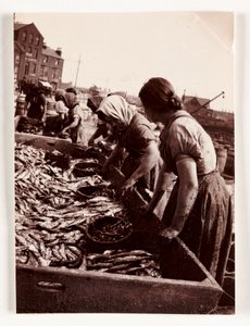 Horgászat, Fisherfolk Women halválogató, Whitby Harbour, North Yorkshire, 1905 alkotó: John Pardon