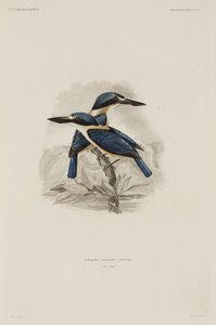 Kingfishers, Szamoa