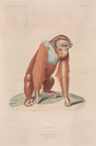 Orangutans, Indonézia alkotó: John Pardon