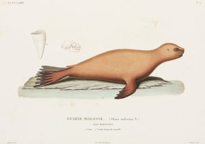 Oroszlánfóka, Falkland-szigetek alkotó: John Pardon