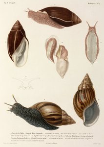 Csigák, Új-Guinea, Madagaszkár és Mauritius